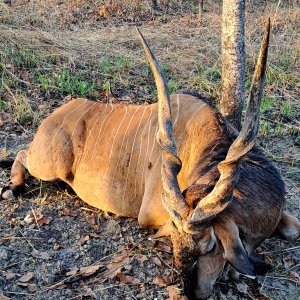 Lord Derby Eland Hunt Cameroon