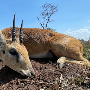 Oribi Hunt Uganda