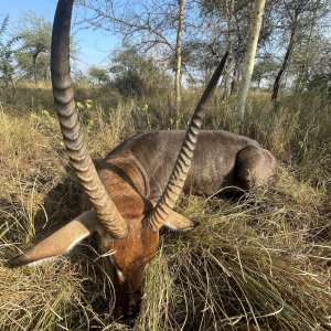 Defassa Waterbuck Hunt Uganda