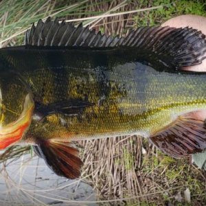 Peacock Bass Fishing Alaska