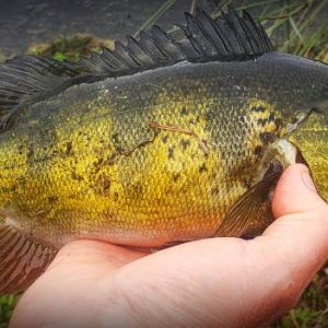 Peacock Bass Fishing Alaska