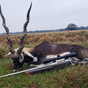 Blackbuck Hunt Florida