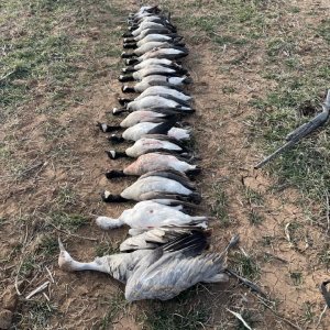 Bird Hunting Texas