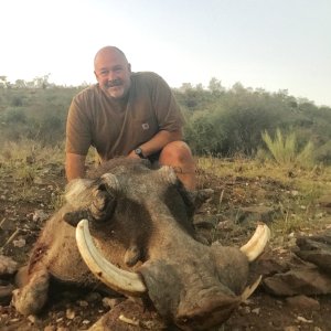 Warthog Hunt Namibia