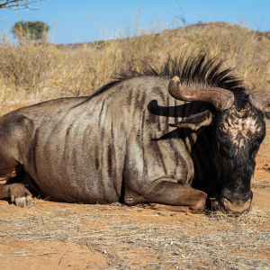 Blue Wildebeest Hunt Namibia