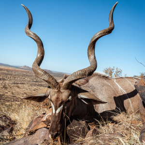 Kudu Hunt Namibia