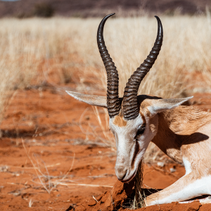 Springbok Hunt Namibia