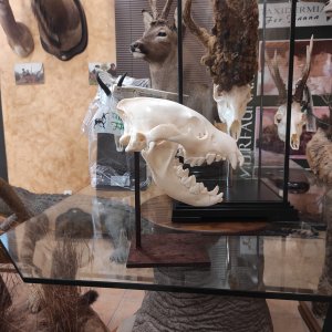 Brown Hyena Kull Bookcase Stand