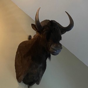 Black Wildebeest Shoulder Mount Taxidermy