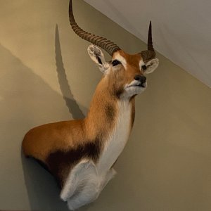 Lechwe Wall Pedestal Mount Taxidermy