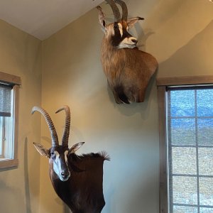 Sable Pedestal & Roan Wall Pedestal Mount Taxidermy