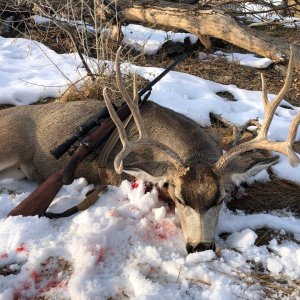 Mule Deer Hunt