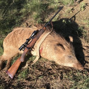 Pig Hunting