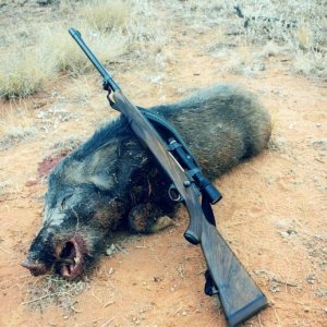 Hog Hunt Australia