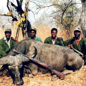 Buffalo Hunt Zambia