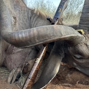 Kudu Hunting