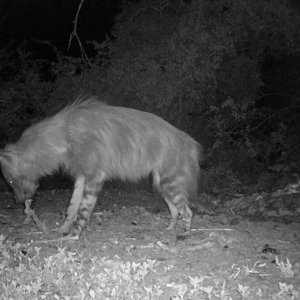 Brown Hyena