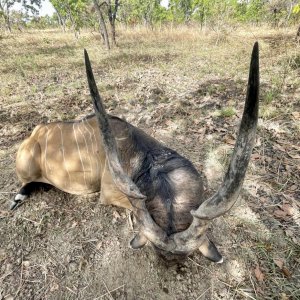 Lord Derby Eland Hunt Cameroon