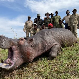 Hippo Hunt Namibia