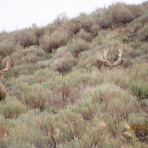 Mule Deer