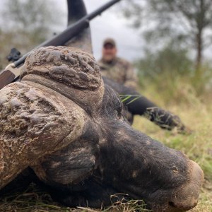 Buffalo Hunt South Africa