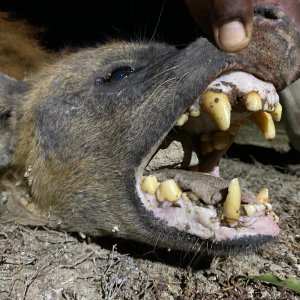 Hyena Hunt South Africa