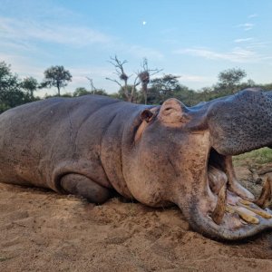 Hippo Hunt South Africa