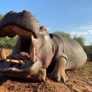 Hippo Hunt South Africa