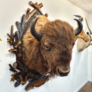 European Bison Shoulder Mount Taxidermy