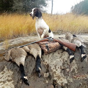 Springer Spaniel Dog