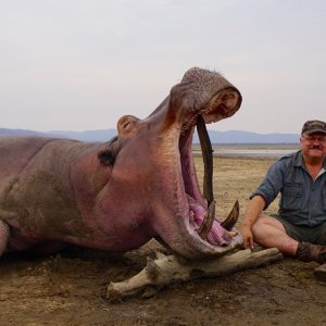 Hippo Hunt Zimbabwe