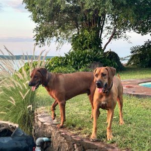 Rhodesian Ridgeback Dogs