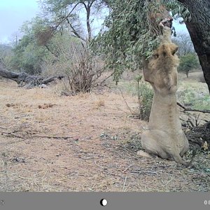 Lion Trail Camera