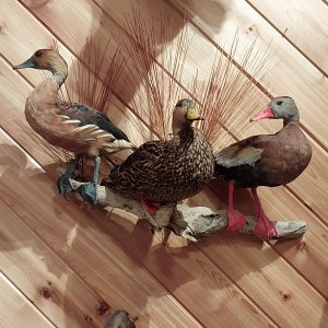 Florida Trio Duck Taxidermy