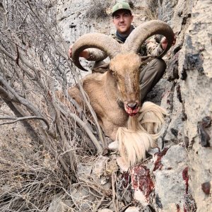 Media 'Barbary Sheep Hunt Mexico' in category 'Hunting Worldwide'