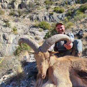 Barbary Sheep Hunt Mexico