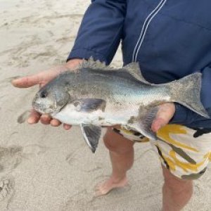 Galjoen Fishing Namibia