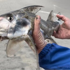 St Joseph Shark Fishing Namibia