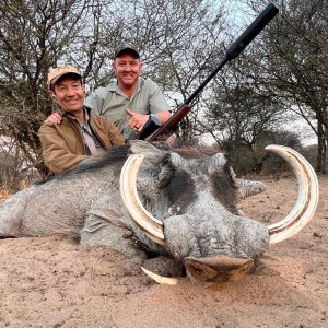 Warthog Hunt Namibia