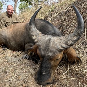 Western Buffalo Hunt Cameroon