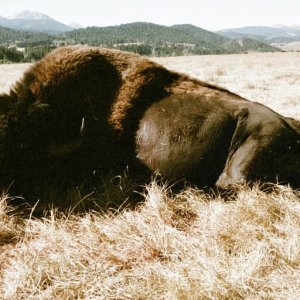 Hunting Bison