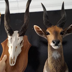 Bushbuck Skull Shield Mount & Shoulder Mount Taxidermy