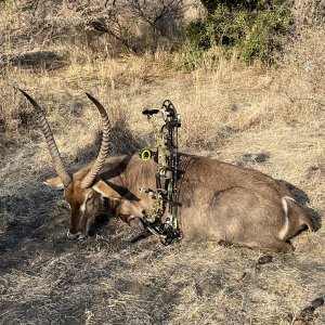 Waterbuck Hunt South Africa