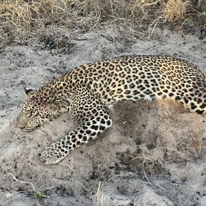 Botswana Leopard Hunt