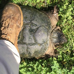 Common Snapping Turtle