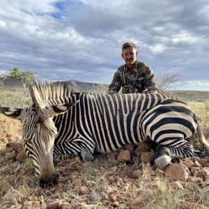 Hartmanns Zebra