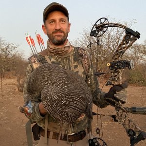 Helmeted Guineafowl