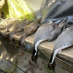 Bird Hunting Catahoula Lake Louisiana