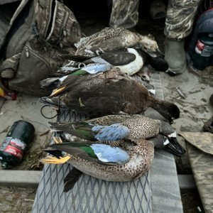 Bird Hunting Catahoula Lake Louisiana