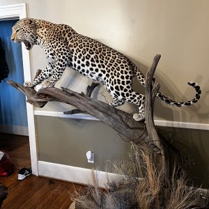 Leopard Full Mount Taxidermy